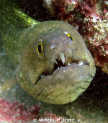 Moray, in need of some dental work... by Andres L-M_larraz 